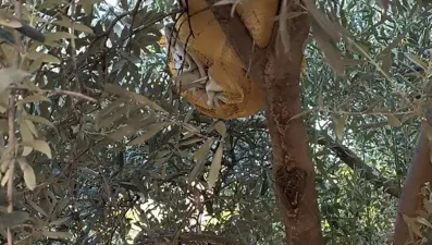 Zeytin ağacına saklanan uyuşturucu ele geçirildi