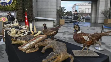 Timsah eli, ceylan postu, piton derisi ele geçirildi