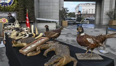 Timsah eli, ceylan postu, piton derisi ele geçirildi