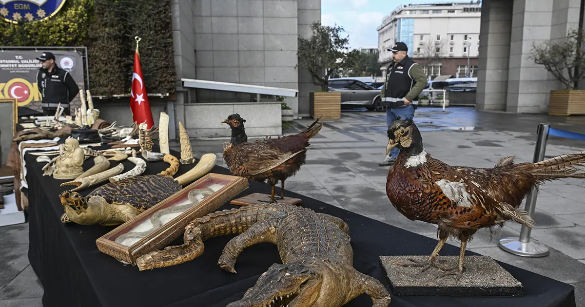 Timsah eli, ceylan postu, piton derisi ele geçirildi
