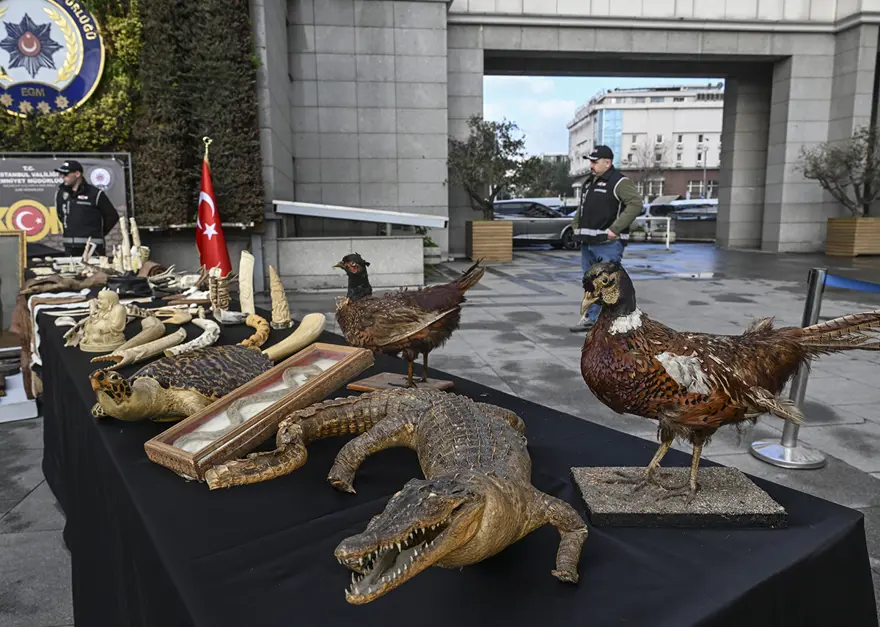 Timsah eli, ceylan postu, piton derisi ele geçirildi 2