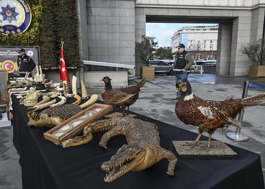 Timsah eli, ceylan postu, piton derisi ele geçirildi