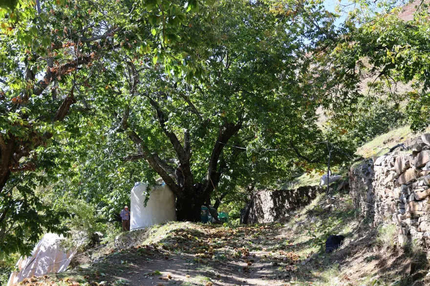 Üreticiler zamanla yarıştı, hasatta sona gelindi: 60-70 metreye kadar tırmandılar 6 Üreticiler zamanla yarıştı, hasatta sona gelindi: 60-70 metreye kadar tırmandılar 6