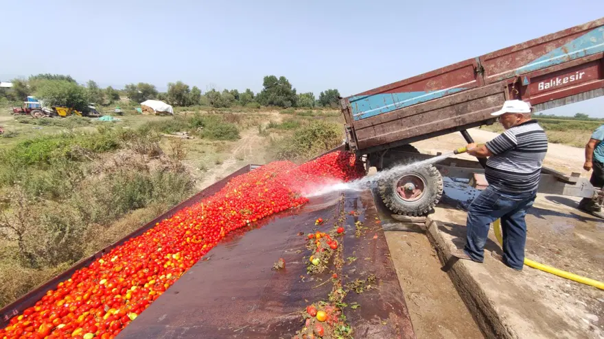 Salçalık domates tarlada 50 kuruş, salçanın kilosu ise markette 12 lira 9 Salçalık domates tarlada 50 kuruş, salçanın kilosu ise markette 12 lira 9
