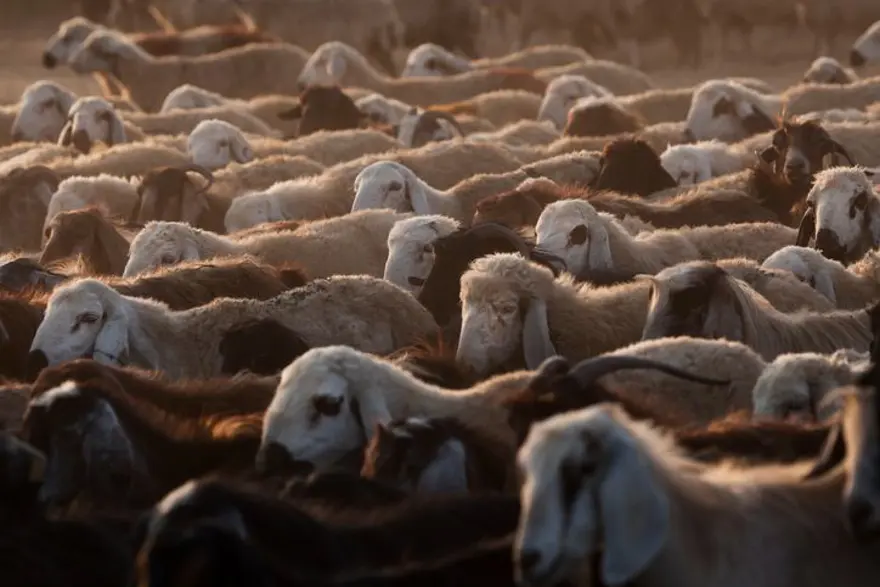 KURBAN BAYRAMI TATİLİ 2025 NE ZAMAN BAŞLIYOR? 1 KURBAN BAYRAMI TATİLİ 2025 NE ZAMAN BAŞLIYOR? 1