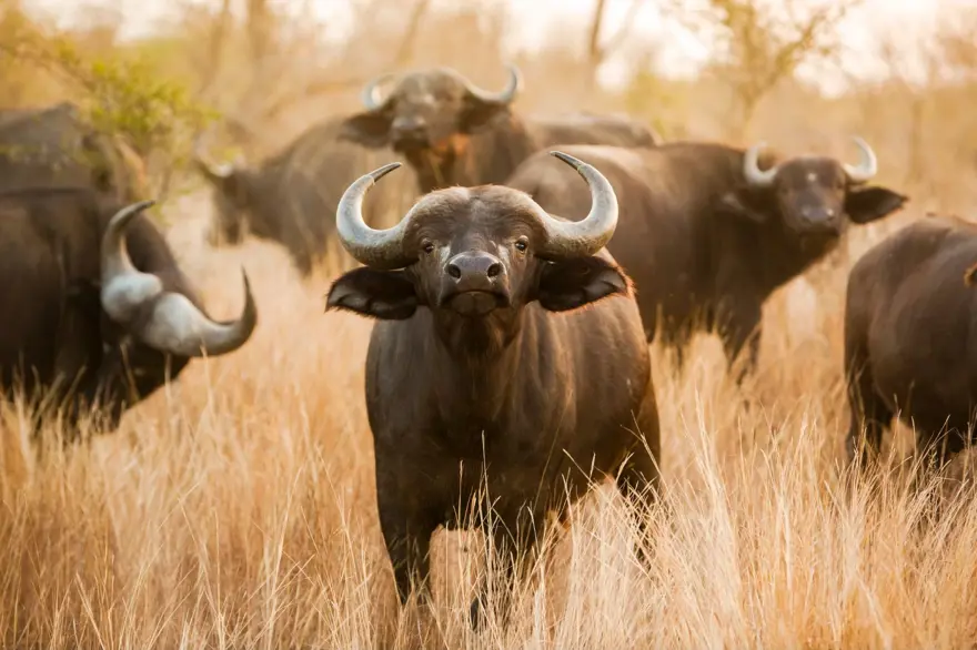 5. YABAN ÖKÜZÜ 10