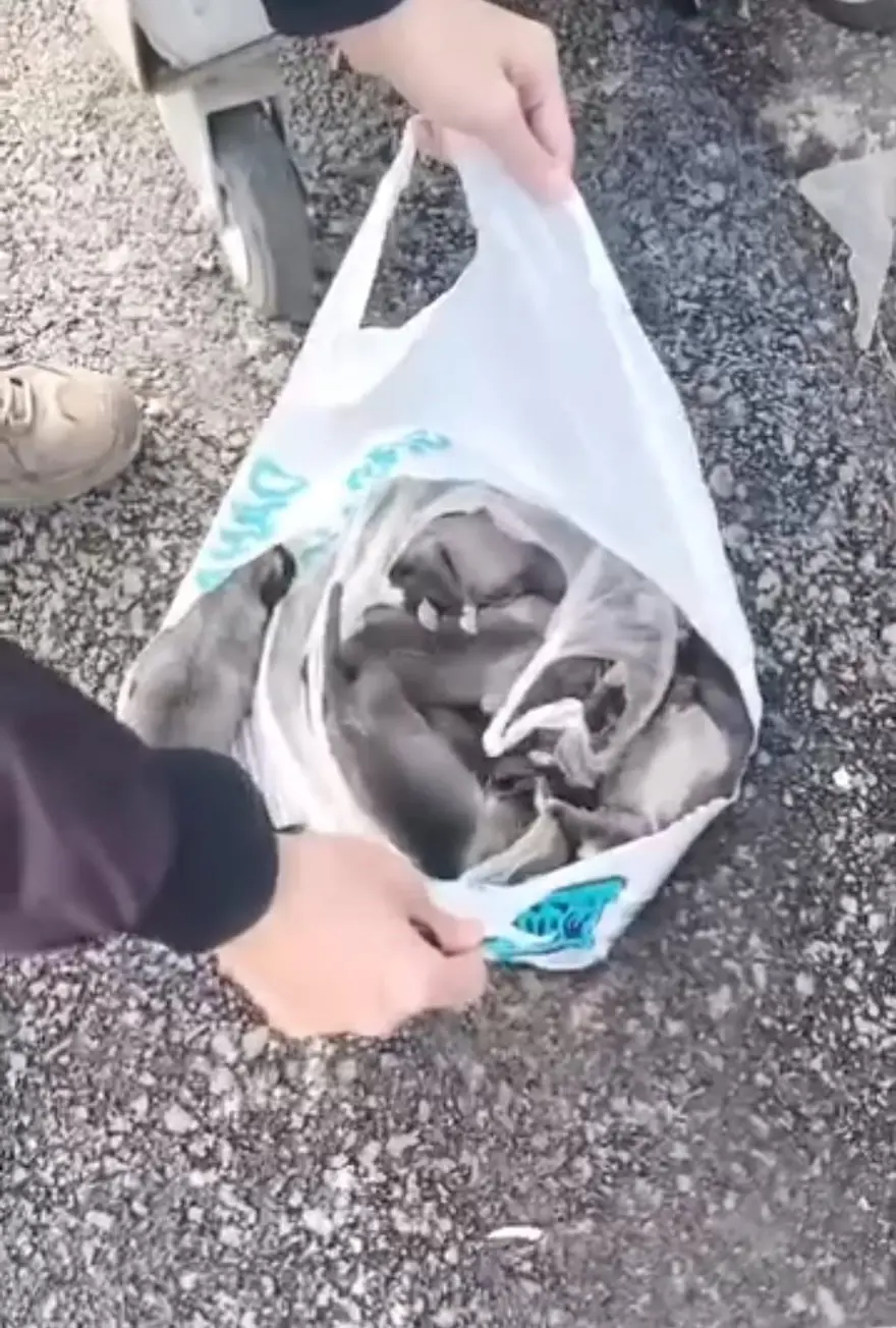 Sancaktepe'de poşetle çöpe atılmış 11 yavru köpek bulundu: Dördü telef oldu, yedisi baygın halde kurtarıldı 