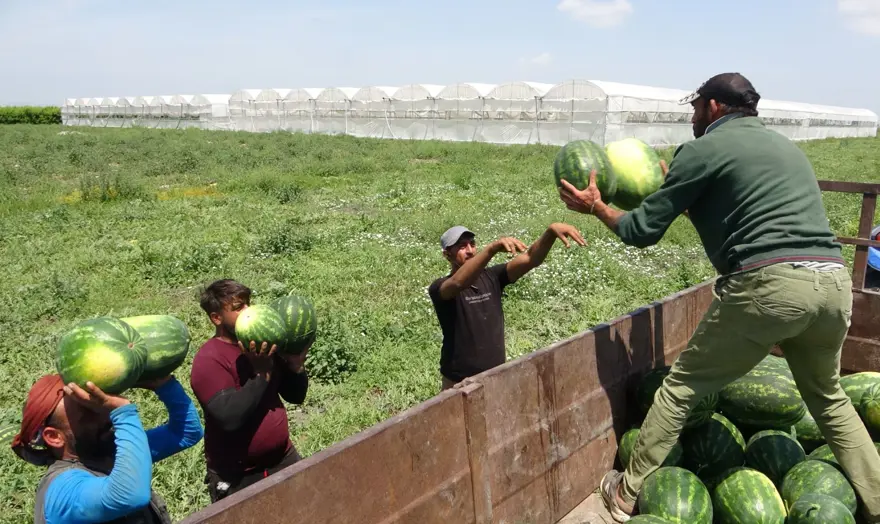 Mersin'de karpuz hasadı başladı: Tarlada kilosu 20 TL'den başlıyor 4
