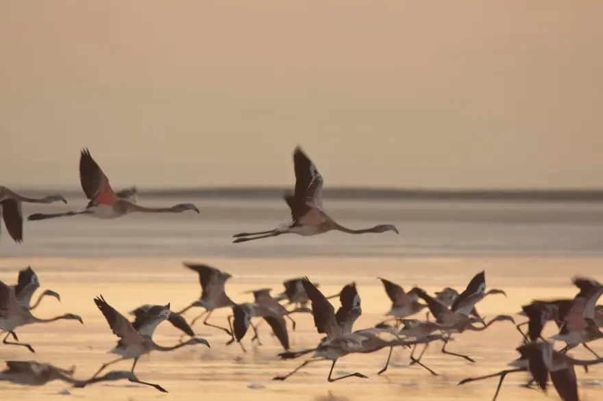 Tuz Gölü'nün misafirleri flamingolar gelmeye başladı 9