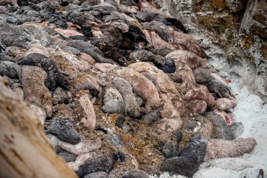 Danimarka’da vizon itlafı başladı 