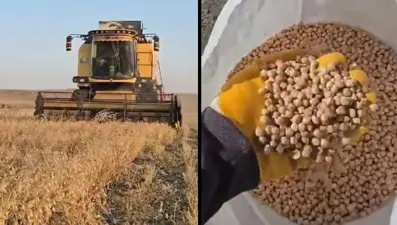 Kars’ta nohut hasadı başladı: Dekar başına 100-150 kilo verim