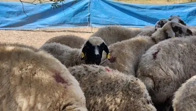 Çobanlar artık altın değerinde: Maaşları 130 bin liraya çıktı