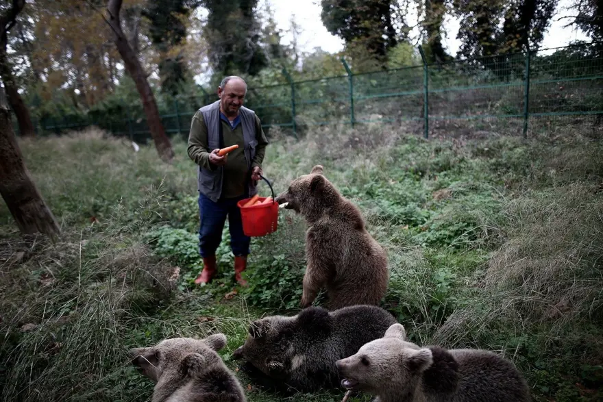 Türkiye'nin tek ayı barınağı Ovakorusu'nun maskotu oldular 16