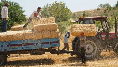 Kavurucu sıcakta zorlu mesai: 5 kişi yaklaşık 1500 balya taşıyor