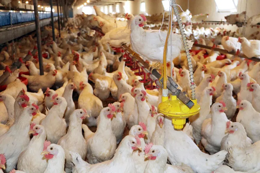 Coşkun Sabah tavuk çiftliğini açtı 2
