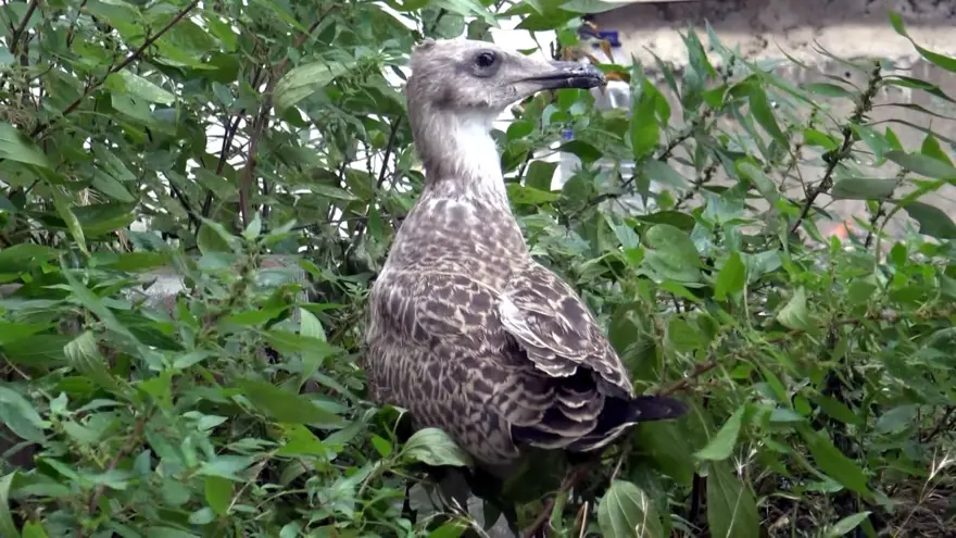 Kentsel dönüşümde 12 saatlik martı kurtarma operasyonu 2