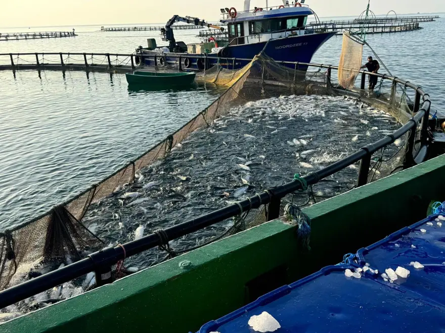 Sinop ülke liderliğini sürdürüyor: En önemli üretim merkezi 