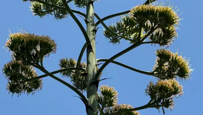 İstanbul Beylikdüzü'nde açtı: UNESCO listesinde, 30 yılda 1 görülüyor