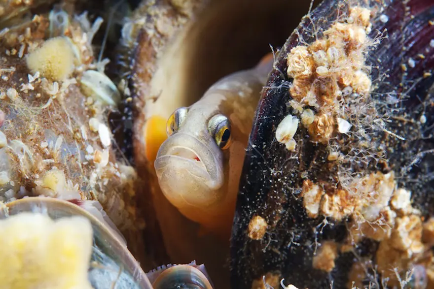 Beyaz Deniz'in harikaları 93