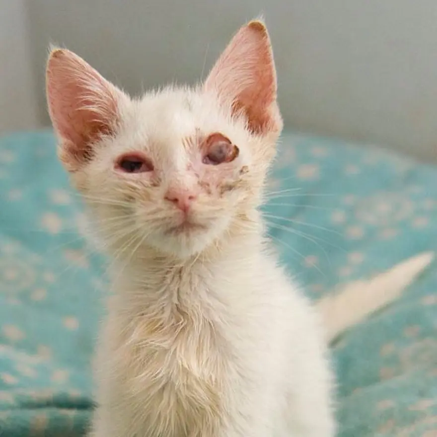 Hayatını kedileri kurtarmaya adadı 137