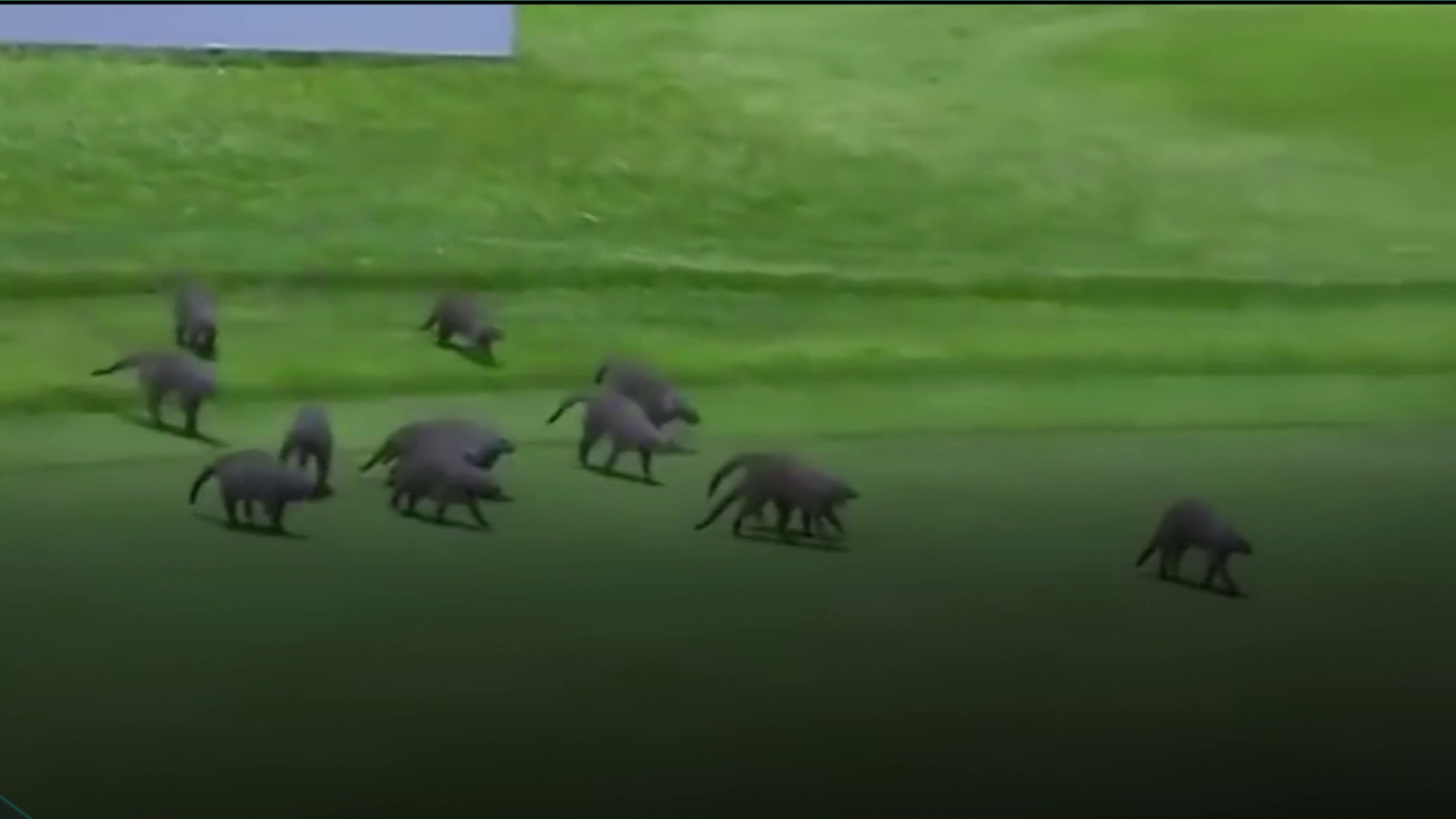 N Hayat... Golf maçında fare sürprizi!