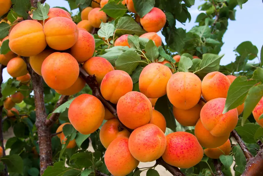 12 milyon 885 bin dolar gelir: En fazla İtalya'ya gönderildi 2