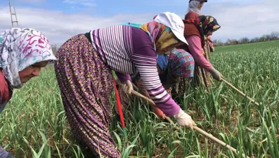 Halk arasında "beyaz altın" deniliyor: Ünü dünyaya yayıldı, çapalama dönemi başladı