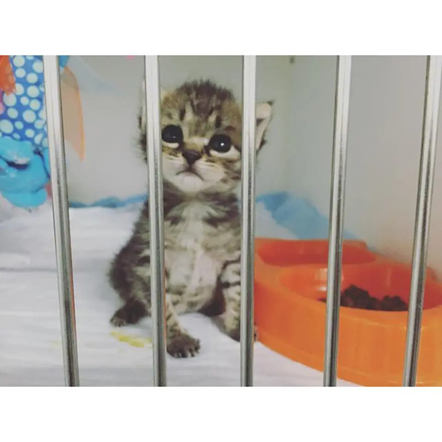 Hayatını kedileri kurtarmaya adadı 332