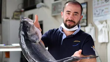 Ağlara takılan 15 kilogramlık levrek 2 bin 550 liraya satışa sunuldu