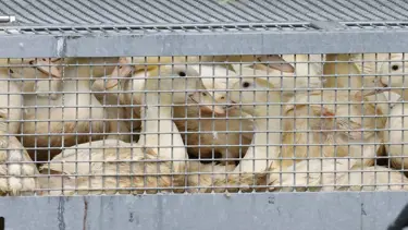 Almanya'da kuş gribi: 400 bin fazla hayvan itlaf edildi