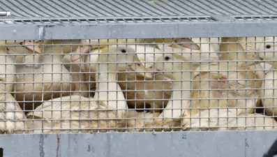 Almanya'da kuş gribi: 400 bin fazla hayvan itlaf edildi