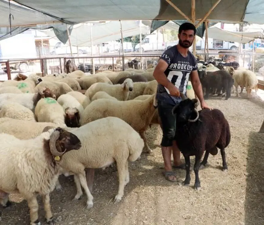 4 boynuzlu koç alıcısını bekliyor 2