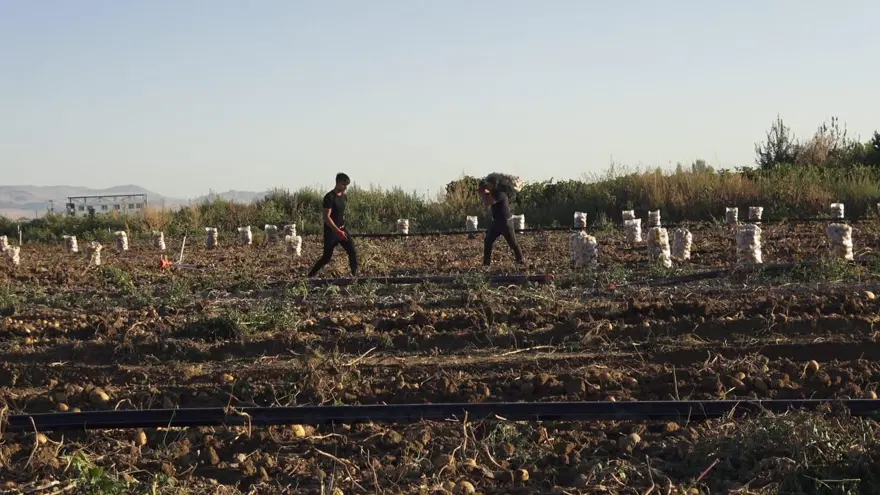 Kayseri'den yurt dışına gidiyor: Hasat sabahın erken saatlerinde başladı 2