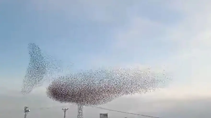 Sığırcıkların dansı hayran bıraktı 1