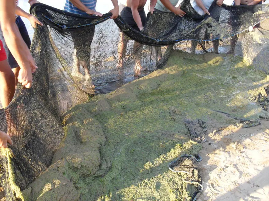 Su kaynaklarında siyanotoksin tehlikesi 4