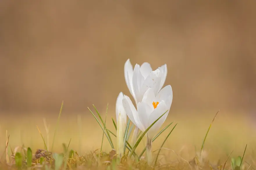 Nevruz Bayramı ne zaman, kimler tarafından kutlanır? Nevruz Bayramı gelenekleri 3 Nevruz Bayramı ne zaman, kimler tarafından kutlanır? Nevruz Bayramı gelenekleri 3