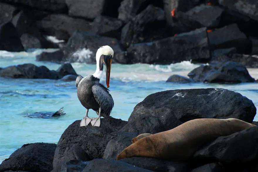 Darwin'in adasından kaçıyorlar 7
