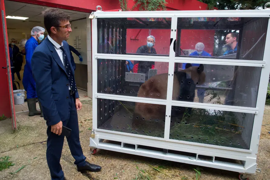Fransa'da doğan ilk panda Yuan Meng'e uzun yol görevi: Neslini devam ettirecek 15 Fransa'da doğan ilk panda Yuan Meng'e uzun yol görevi: Neslini devam ettirecek 15