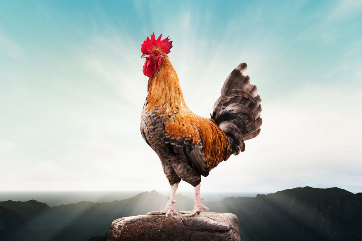 Rüyada horoz görmek ne anlama gelir? Rüyada horoz kovaladığını görmek ne alama gelir?