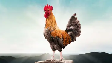 Rüyada horoz görmek ne anlama gelir? Rüyada horoz kovaladığını görmek ne alama gelir?