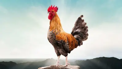 Rüyada horoz görmek ne anlama gelir? Rüyada horoz kovaladığını görmek ne alama gelir?