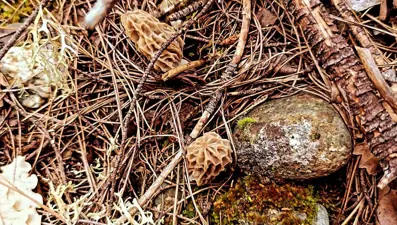 Höbelen adıyla da biliniyor: Bağırsak ve mideyi tedavi eden şifalı bitki