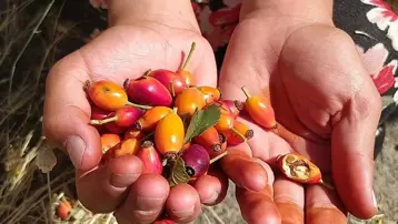 Dağlar şifa kaynağına dönüştü: Doğal antioksidan