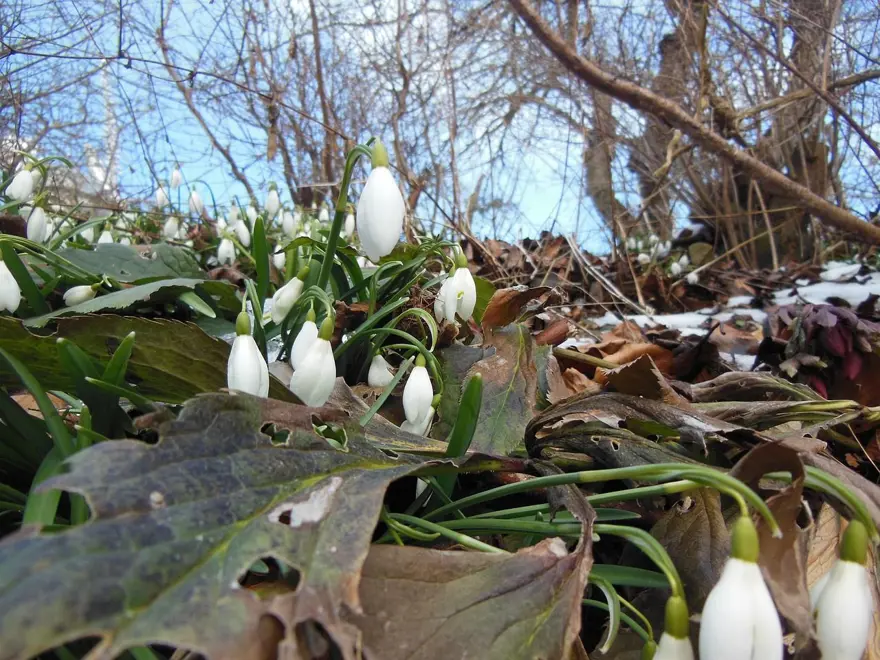 Nevruz Bayramı ne zaman, kimler tarafından kutlanır? Nevruz Bayramı gelenekleri 4 Nevruz Bayramı ne zaman, kimler tarafından kutlanır? Nevruz Bayramı gelenekleri 4