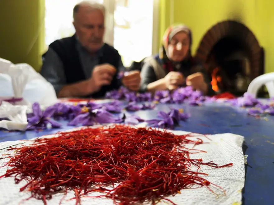 Dünyanın en pahalısı: Toplanıp tek tek ayıklanıyor, 1 kilosu 600 bin TL 4