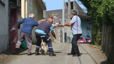 Boğalar kaçtı, sahipleri kovaladı