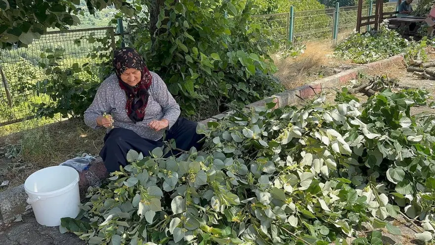 Çok faydası var, hasadı başladı: Bu yıl kilosu 2 bin 500 ila 3 bin lira arasında 2