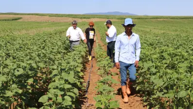 Çayır tırtılı, bu kez de Eskişehir'de ayçiçeği tarlarına zarar verdi