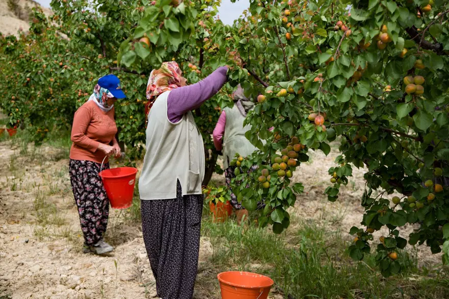 Tadı, rengi ve aromasıyla öne çıkan tescilli lezzet: Hasat mesaisi başladı 2 Tadı, rengi ve aromasıyla öne çıkan tescilli lezzet: Hasat mesaisi başladı 2