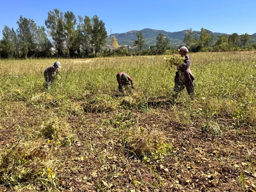 Tarladan sofraya geliyor: Kadınların el emeğiyle toplanmaya başladı 6 Tarladan sofraya geliyor: Kadınların el emeğiyle toplanmaya başladı 6